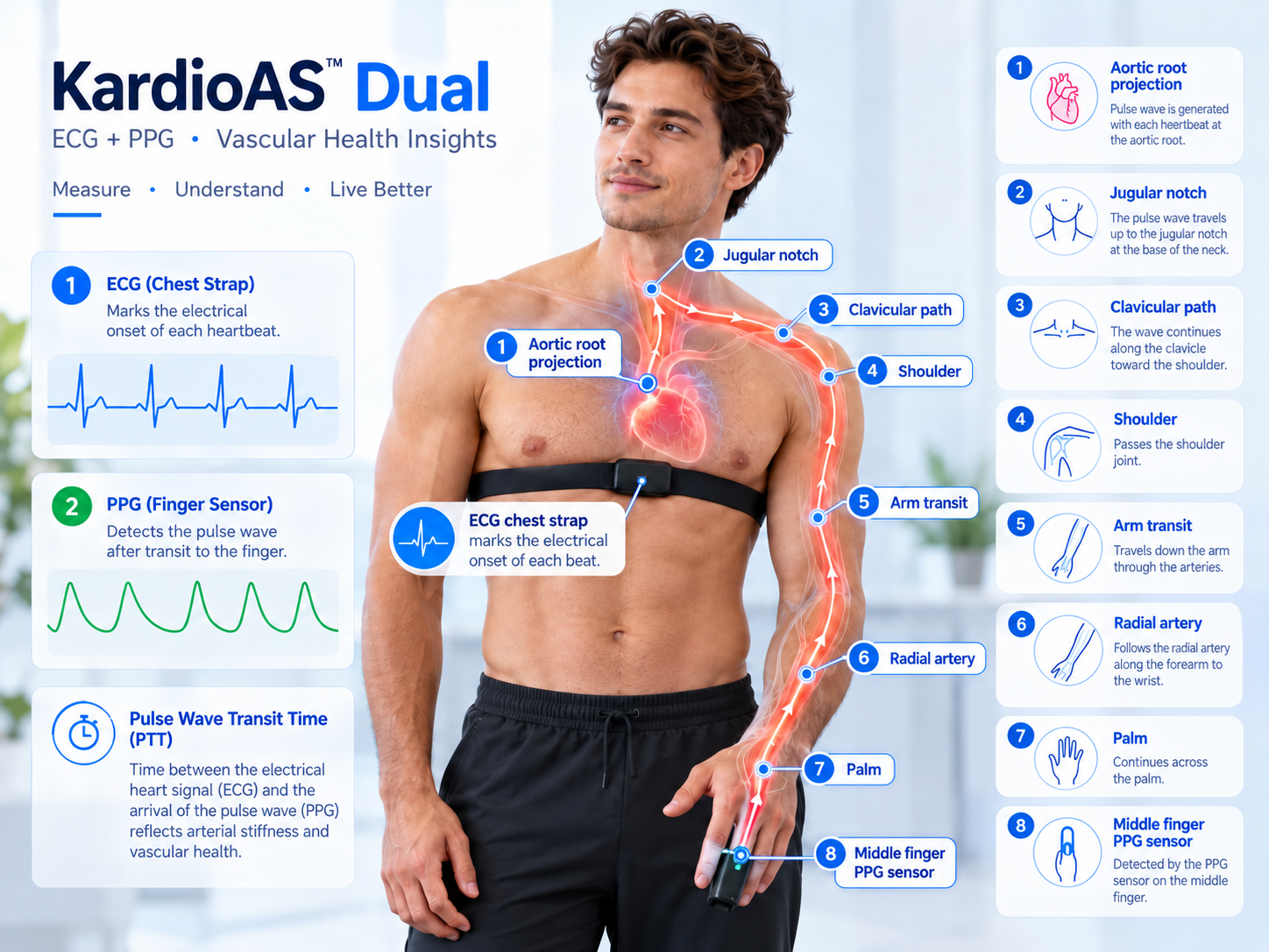Anatomical route of the pulse wave from the aortic root projection to the middle-finger PPG sensor in KardioAS Dual.